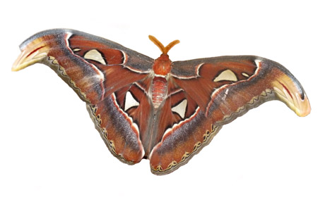 Drugiai gigantai ritasi Akmenės muziejuje