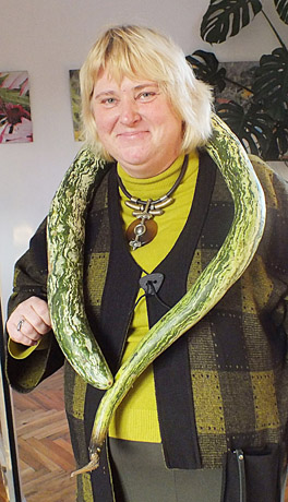 Cukinija primena gyvatę