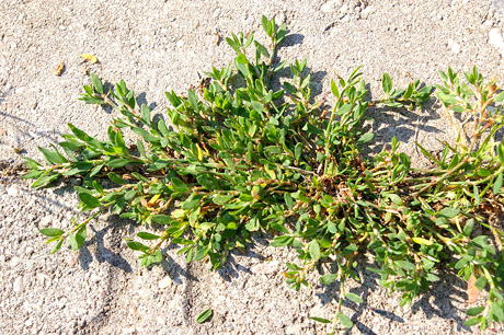 Takažolė – vaistažolė, puolanti mums po kojom
