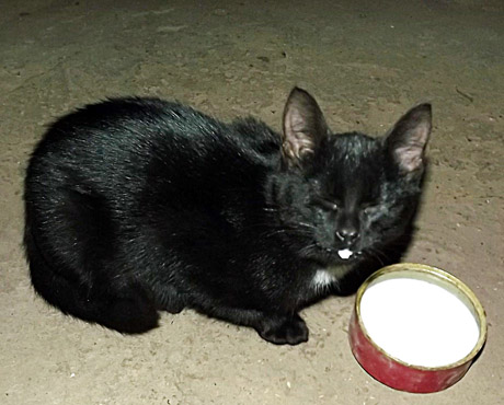 Pienas sukėlė įtarimų