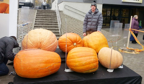 Didžiausi moliūgai užaugo Radviliškio rajone