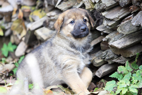 Šuniukai ir kačiukai ieško namų