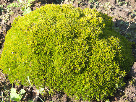 Giminaitė iš Australijos