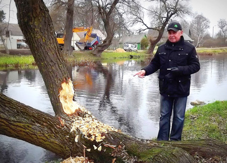 Žagarėje šeimininkauja bebrai