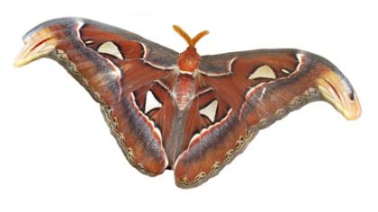 Drugiai gigantai ritasi Akmenės muziejuje