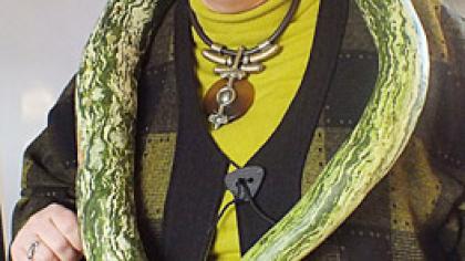 Cukinija primena gyvatę