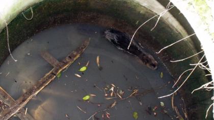 Iš kanalizacijos šulinio išgelbėtas bebras