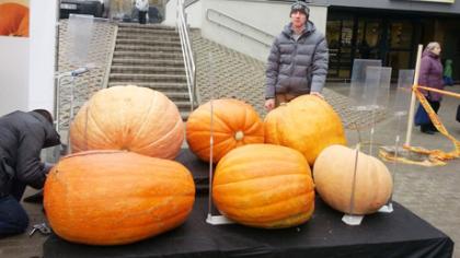 Didžiausi moliūgai užaugo Radviliškio rajone