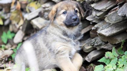 Šuniukai ir kačiukai ieško namų