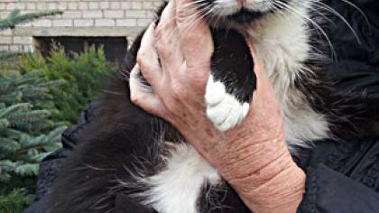 Gyventojus graudina išmesta katė