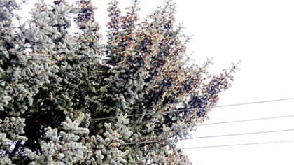 Kalėdinės eglės jau surastos