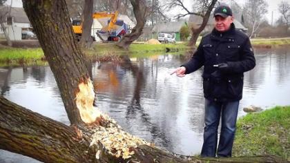 Žagarėje šeimininkauja bebrai