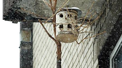 Paukščius reikia lesinti atsakingai